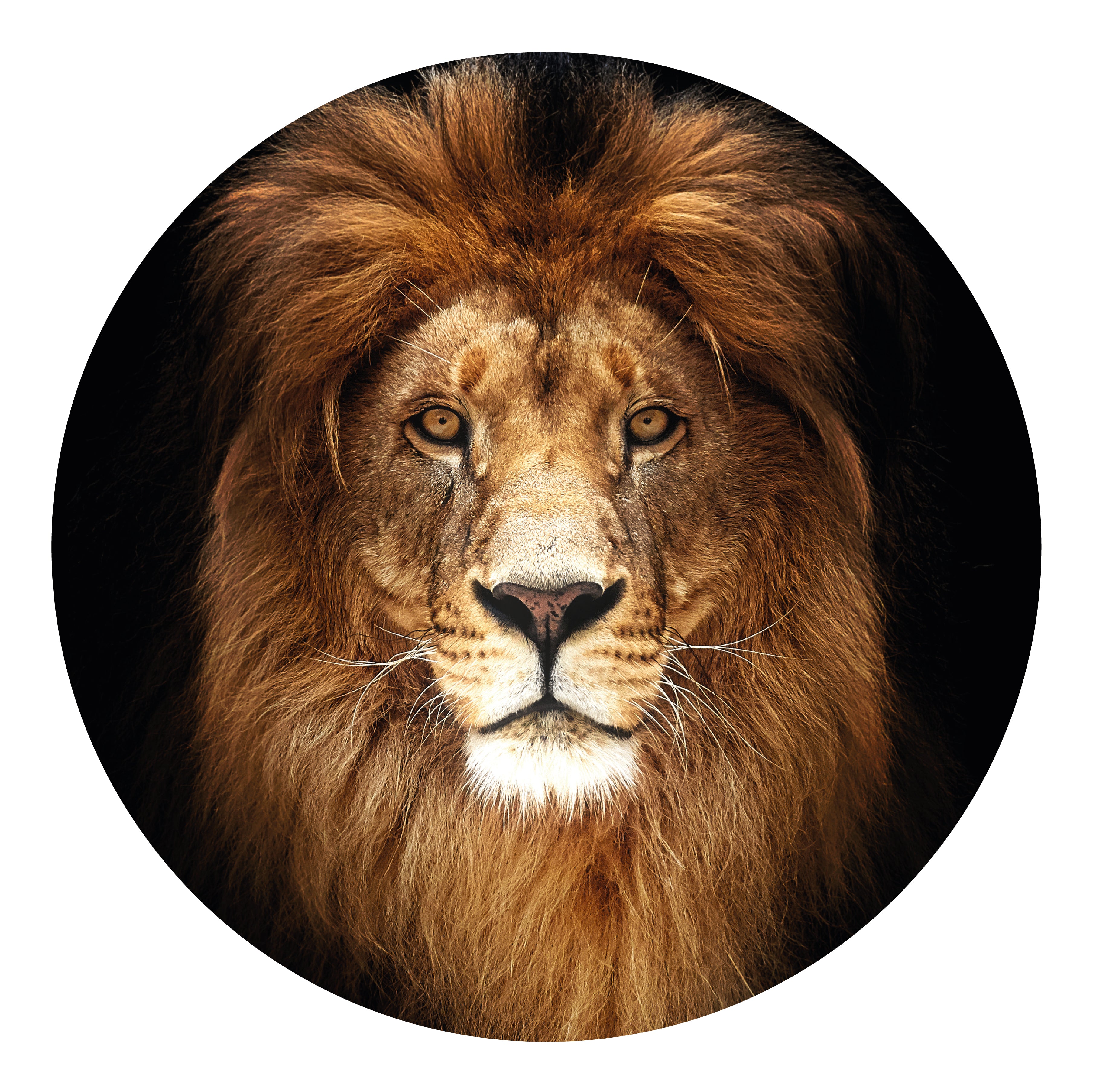 PLEXIGLAS - LION KING ROUND