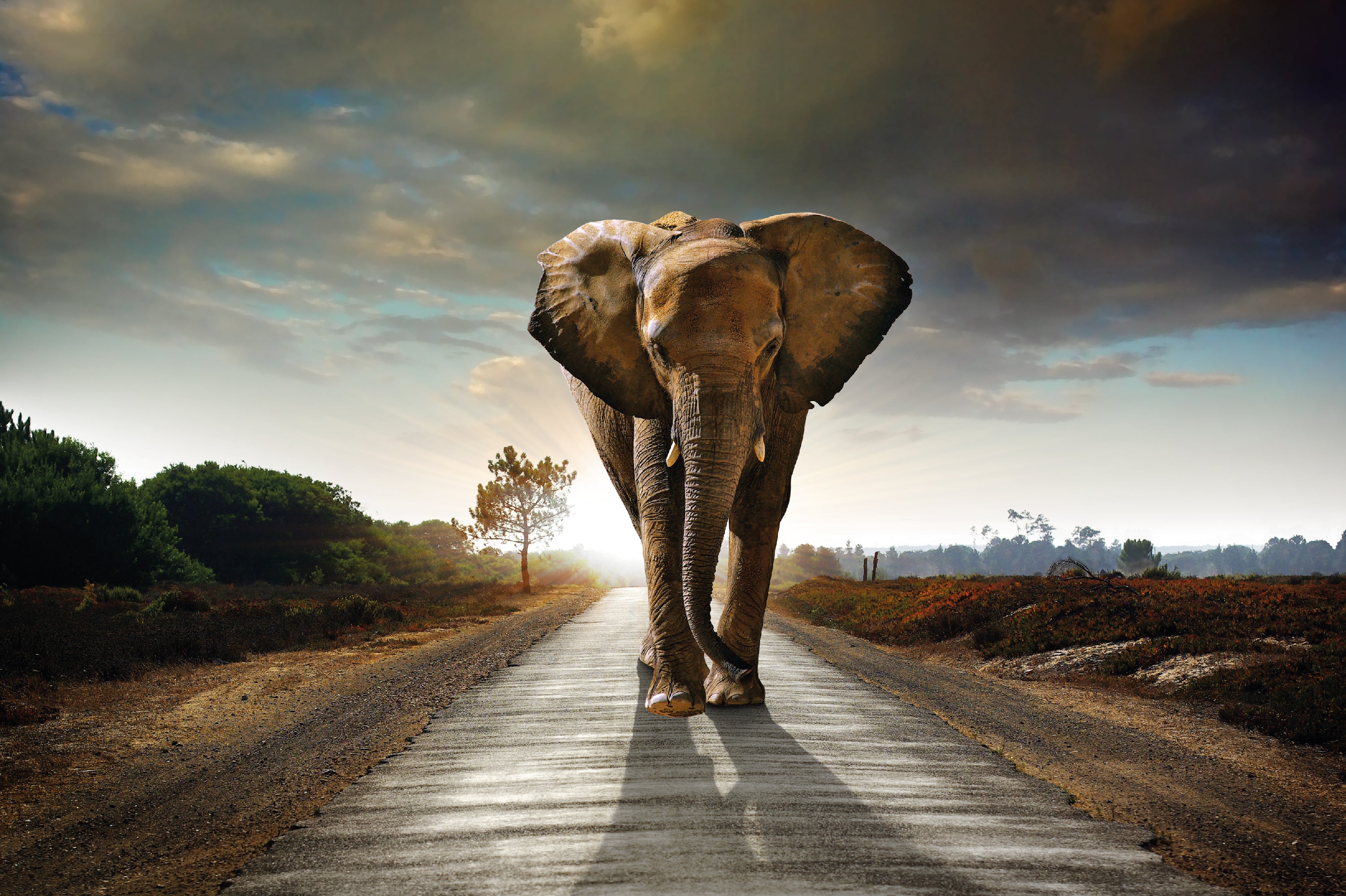 ELEPHANT ON ROAD