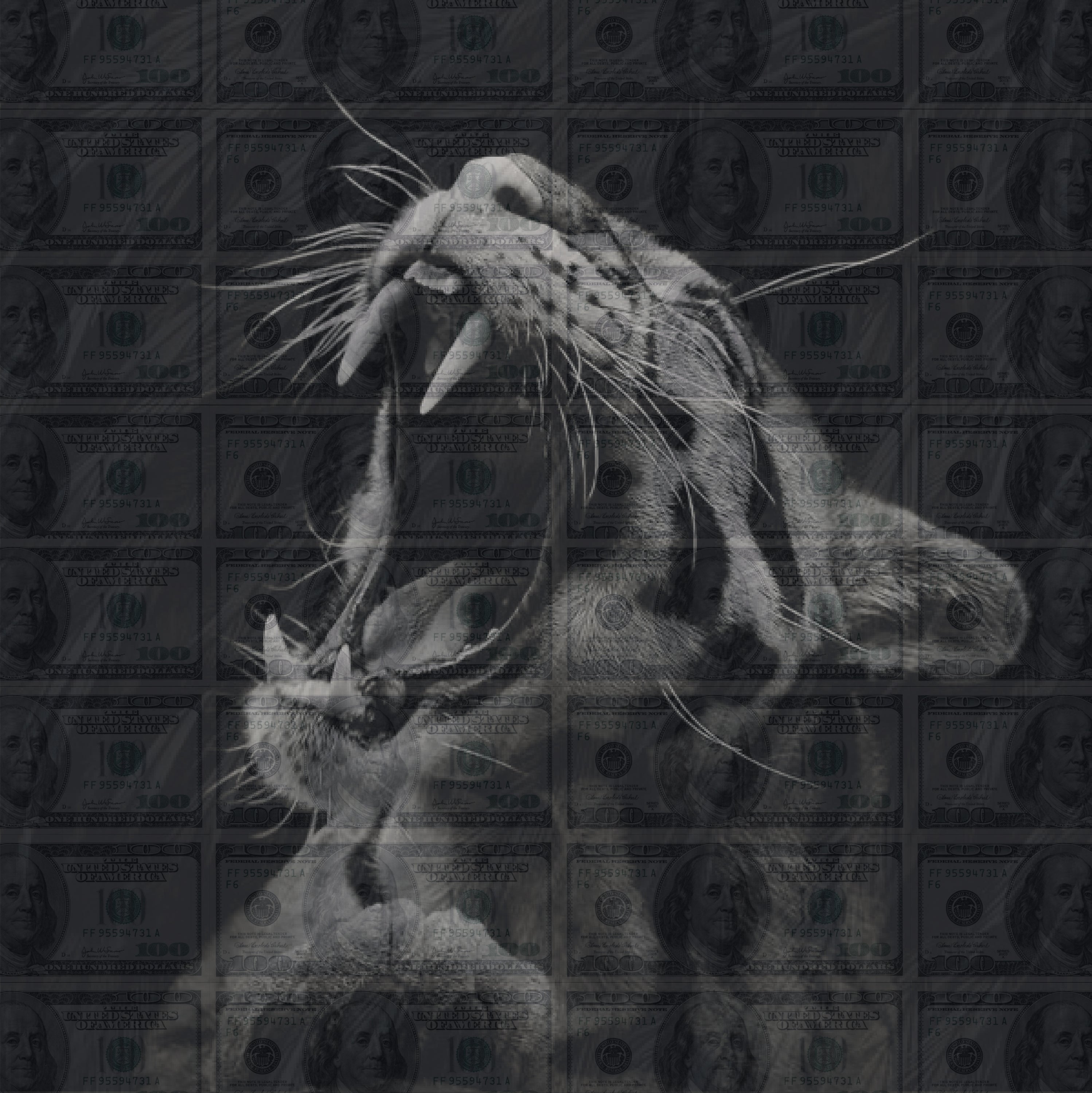 MONEY CAT | ART